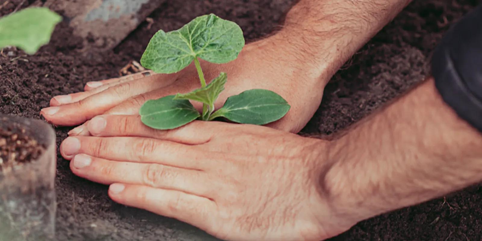 image of a person planting a seedling