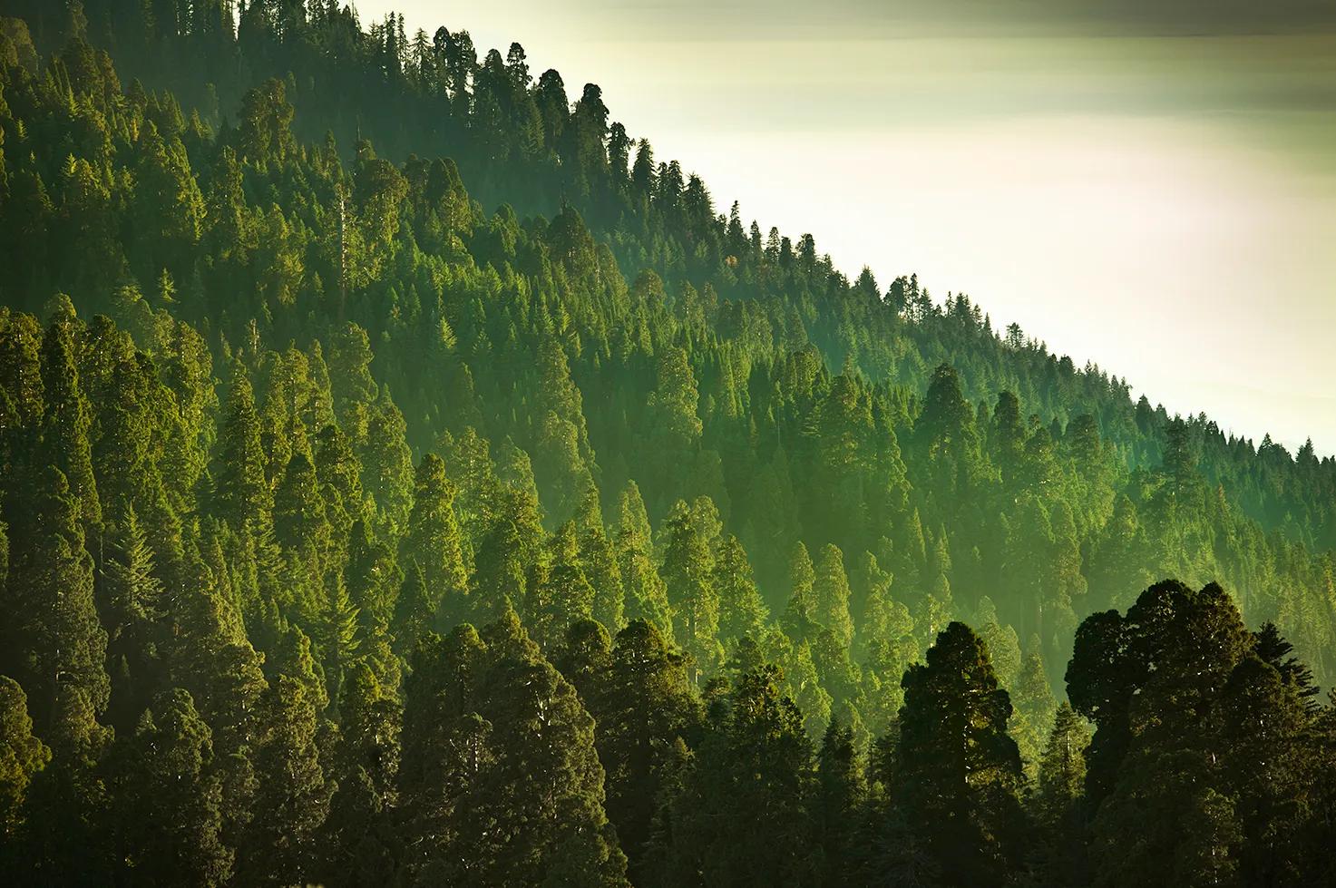 image of a forest landscape